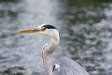 
Grey Heron