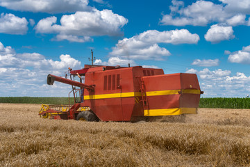 Fototapeta premium Red harvester cuts wheat in field