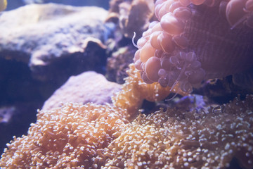 Clown Fish (Amphiprion ocellaris) swimming in sea anemones in aquarium