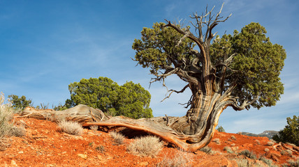 Slug tree