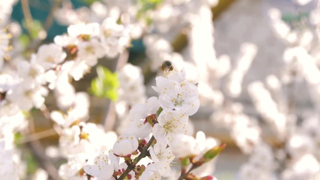 the bee flies on a flowering tree with white flowers in the rays of the sun
