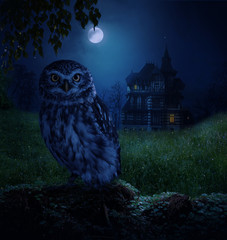 Owl and moonlight