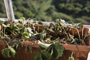 step by step growing strawberries on the house balcony.