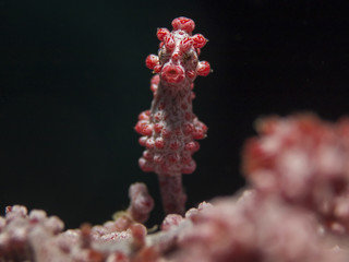 Pygmy Seahorse on the top, Zwergseepferdchen (Hippocampus bargibanti)