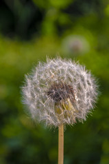 Obraz premium Dandelion