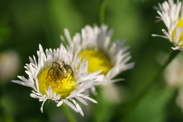 Spider-lynx Oxyopes lineatus on Melkolepestnik or Conclusice annual (lat. Erigeron or Phalacroloma annuus) is a herbaceous plant of the family Asteraceae (Compositae)