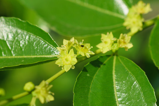 Small yellow flowers jujube (jujube real, Chinese date, capiinit, jojoba, lat. In the process jujuba)