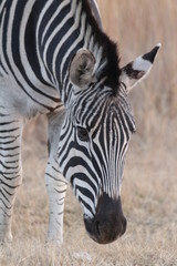 Fototapeta na wymiar Plains zebra, also known as the common zebra or Burchell's zebra (Equus quagga)