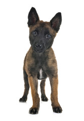 puppy belgian shepherd