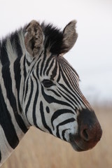 Obraz na płótnie Canvas Plains zebra, also known as the common zebra or Burchell's zebra (Equus quagga)
