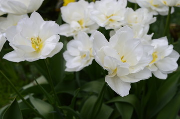 Spring white tulips growing in garden