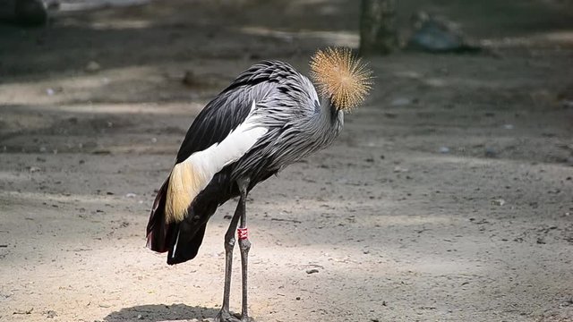 Balearica pavonina, Black crowned crane, crane