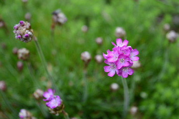 Obraz premium Armeria maritima - pink flower born late spring