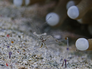 Anemone Partner Shrimp, Partnergarnele vor einer Anemone