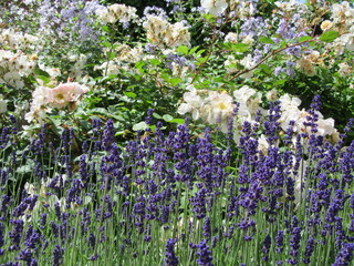 Summer wildflowers