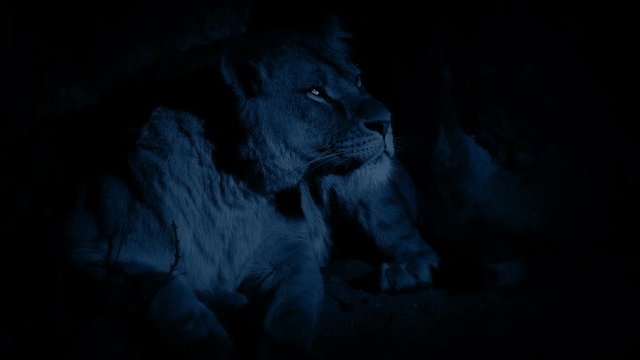 Lioness In Cave At Night