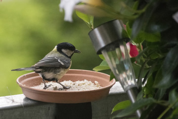 Naklejka premium Vogel