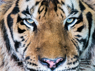 Fototapeta premium Close up tiger face concentrate looking to camera. 