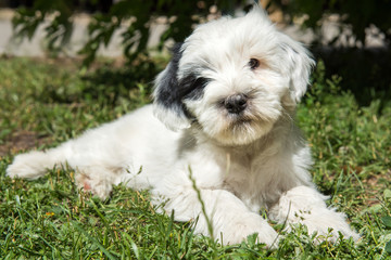 funny Tibetan Terrier puppy is lying in the grass