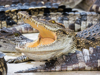 close up crocodile head is closing mount along the group