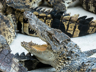 close up crocodile head is closing mount along the group
