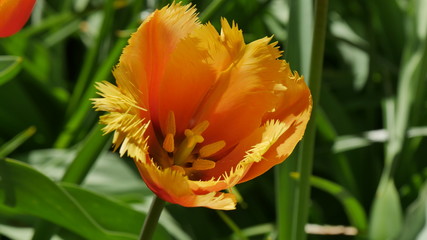 Tulipani colorati in Olanda