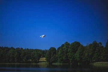 Film styled photo of a seagull flying above water
