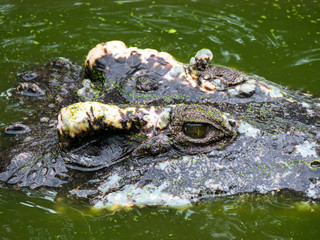 close up crocodile head is closing mount along the group