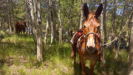 mule in the aspens