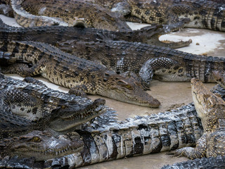 close up crocodile head is closing mount along the group