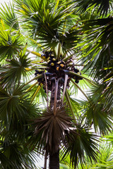 Toddy palm tree on farm located south of Thailand