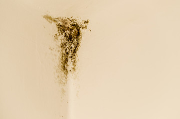 Mold in the corner of light wall