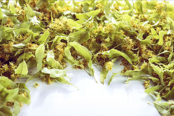 Linden flowers on a white background