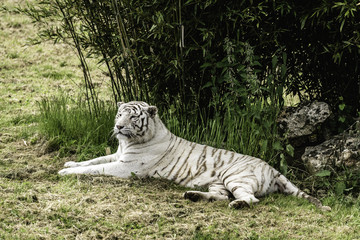 Tigre blanc allongé