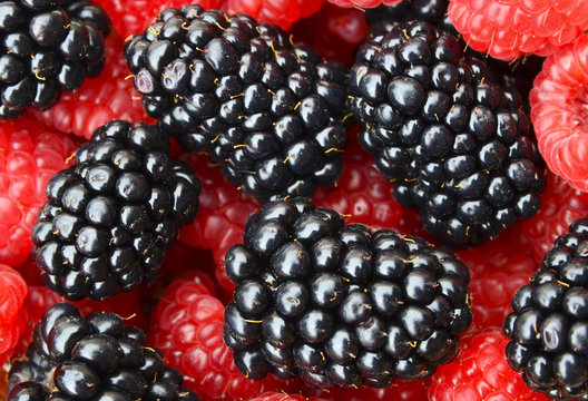 Fresh ripe organic blackberries and raspberries as a background.Summer berries wallpaper.Healthy eating,vegan food or diet concept.Selective focus.