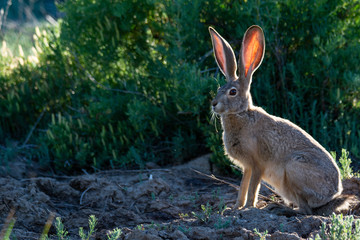 rabbit