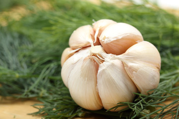 Garlic and fresh dill leaves close-up. Selective focus