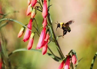 Bumblebee flutters in front of flower
