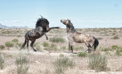 Challenging life of wild horses in America while mustangs fight for rights