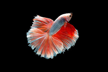 The moving moment beautiful of siam betta fish in thailand on black background.  © Soonthorn