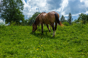Wild and free horses grazing in the Swiss Jura Alps