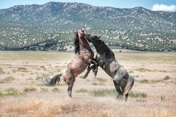 Challenging life of wild horses in America while mustangs fight for rights