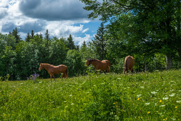 Wild and free horses grazing in the Swiss Jura Alps