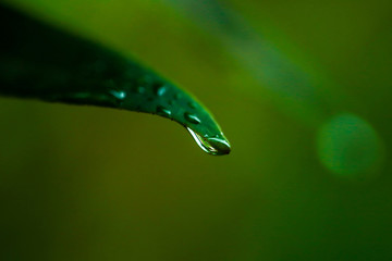 Close-up of dew droplets over on fresh green natural leaves in raining season in sunlight.