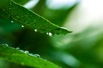 Close-up of dew droplets over on fresh green natural leaves in raining season in sunlight.