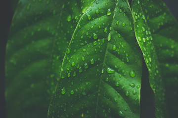 Close-up of dew droplets over on fresh green natural leaves in raining season in dark tone.