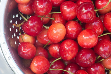 bird cherry berries  in colander