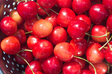 bird cherry berries  in colander