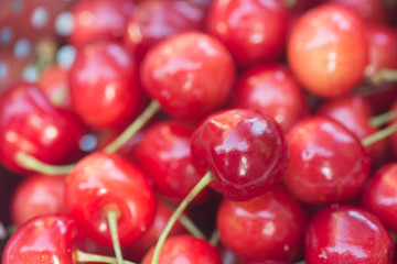 bird cherry berries  in colander