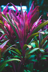 Obraz premium Tropic pink plant